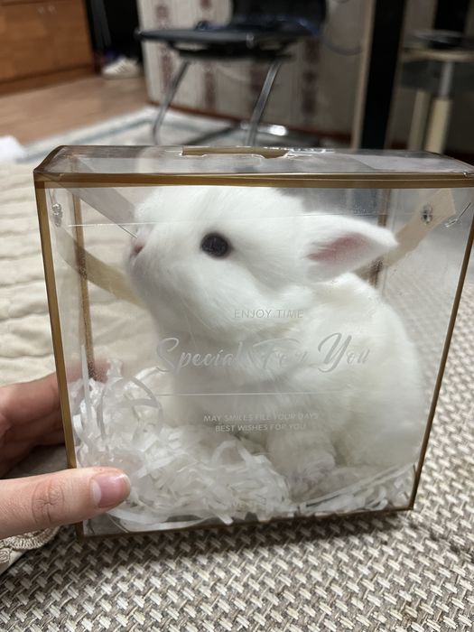 Продаю кролика, очень милый