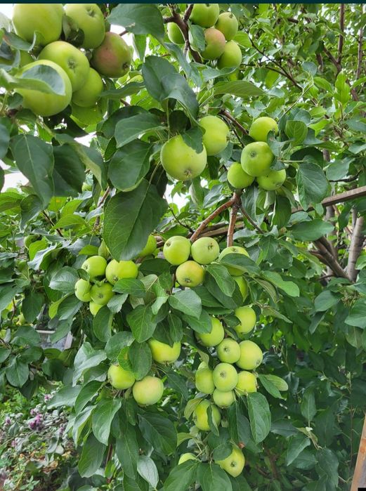 Продам Дача ПК ГОРНЯК