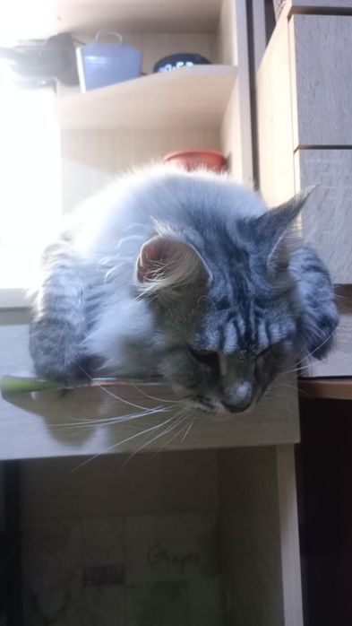Продам Кота породы Мэйн Кун