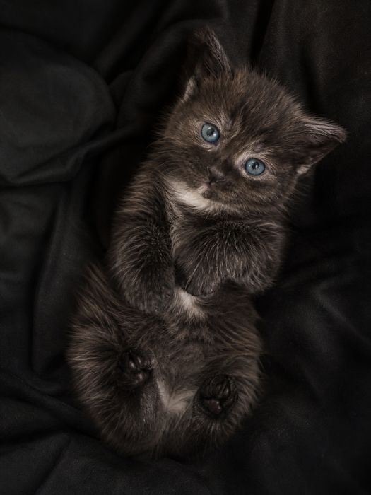Отдам котят в добрые ручки