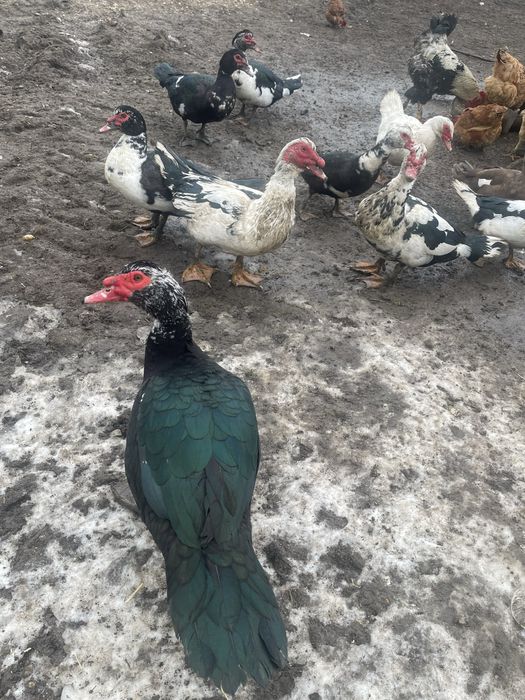 Ratoi mut disponibil