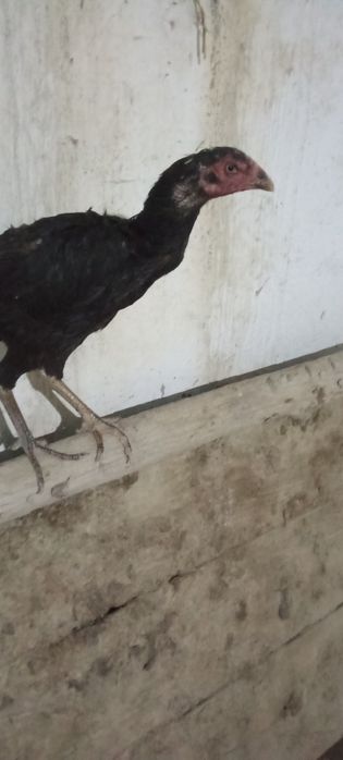 Kulangi tovuqlari sotiladi