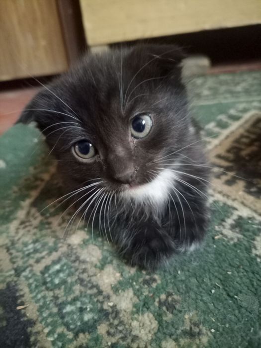 Отдам котят для хорошие руки