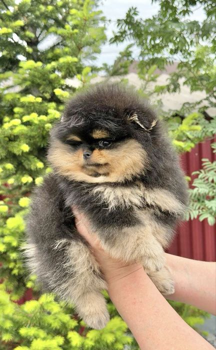 Щенки померанского шпица