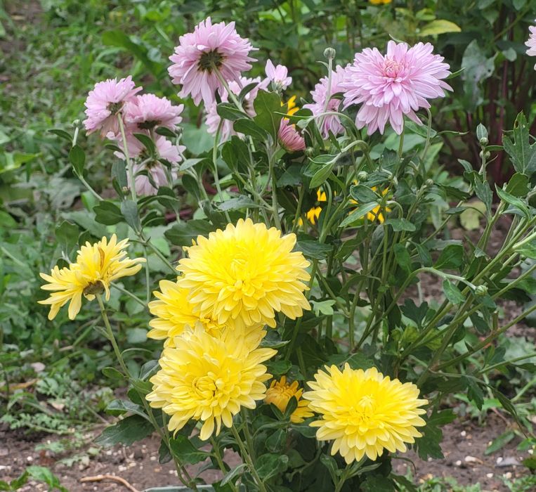 Ц.  В.  Е.  Т.  Ы