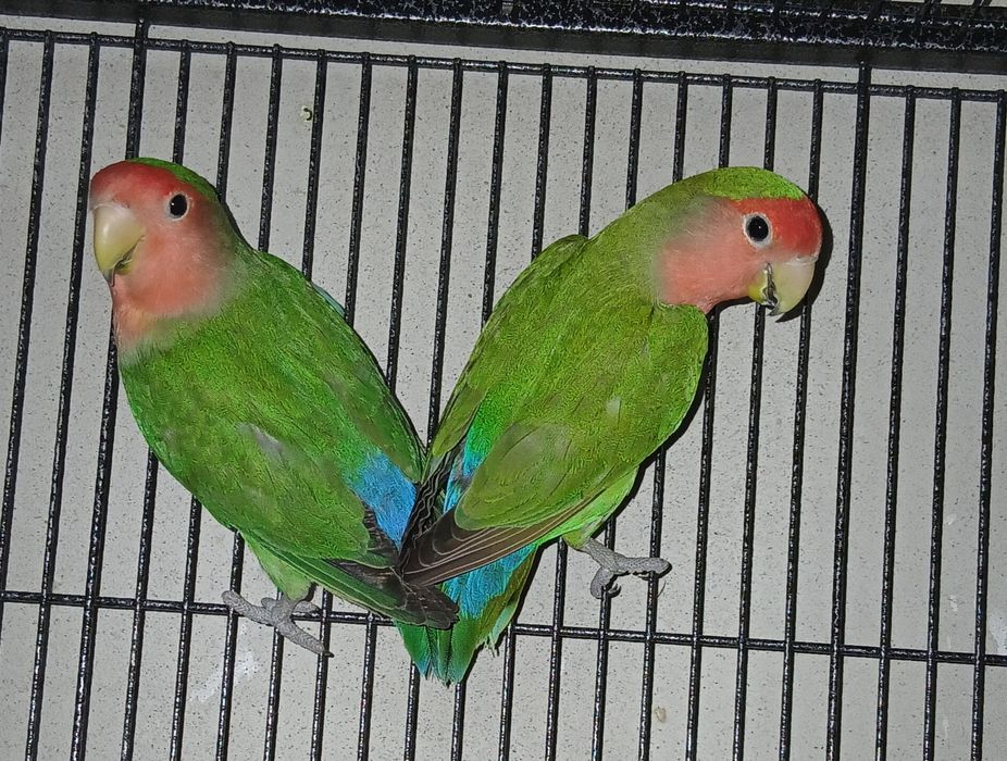 Agapornis  pereche matura reproducatoare