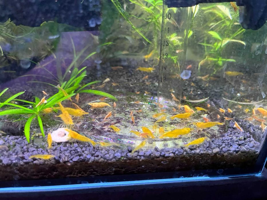 20+6 Neocaridina Yellow neon / Red Sakura grade/ Blue Shrimp creveti