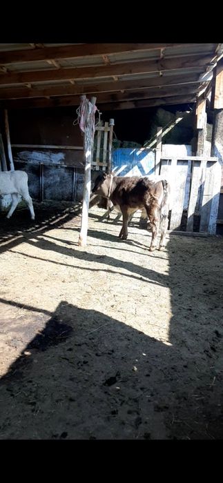 Срочно бызаулы сиыр сатылады