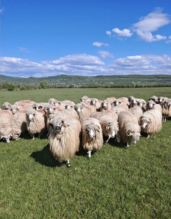 Vând 50 de oi băle