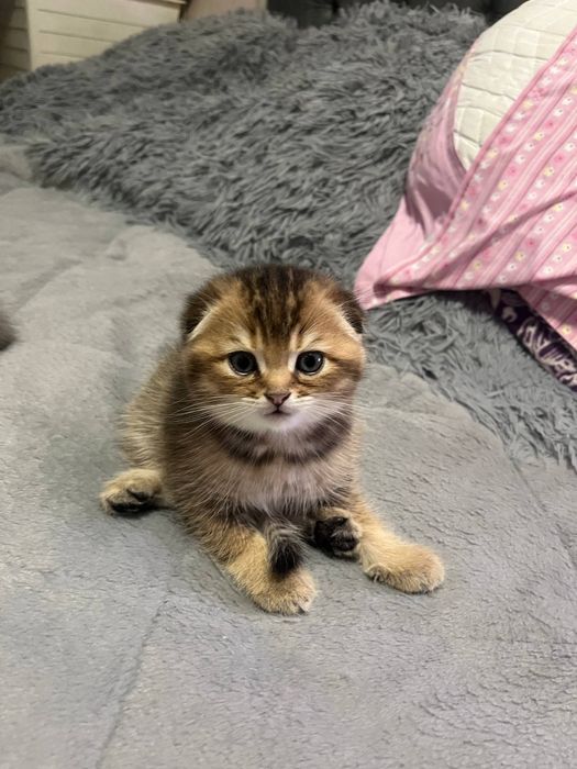Скотиш фолд  золото мальчик