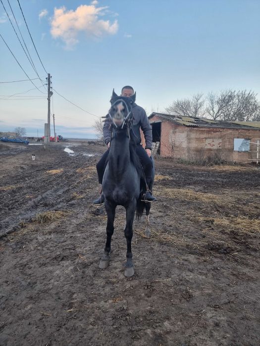 Орловский Жеребец