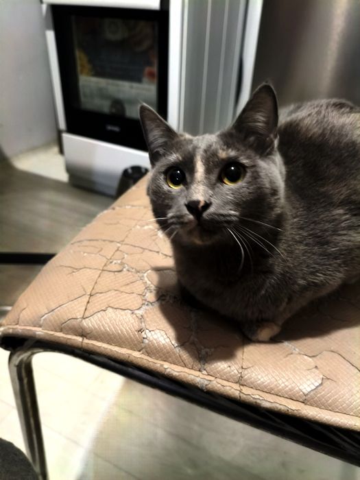 Кошки в добрые руки