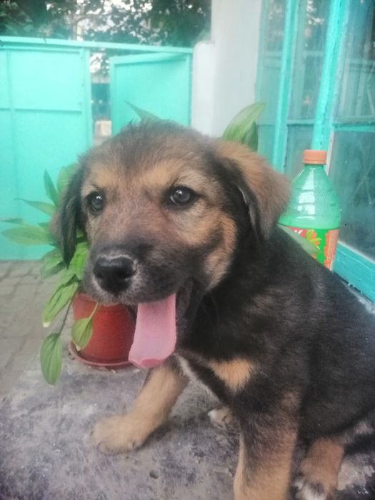 В добрые руки щенок охранник