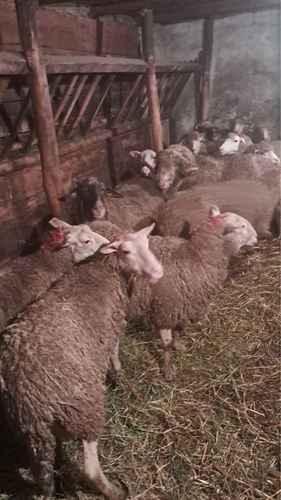 Vand oi sterpe grase