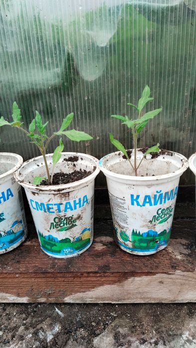 Продам рассаду раннюю