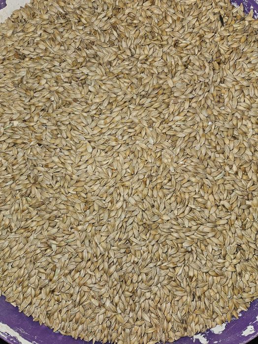 Голуби кептер таук,ешки