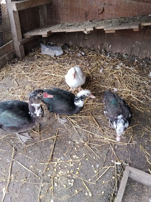 Vând rațe leșești Prahova