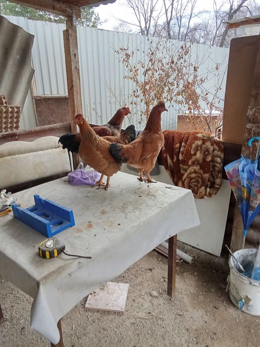 Продам курей хохлатых