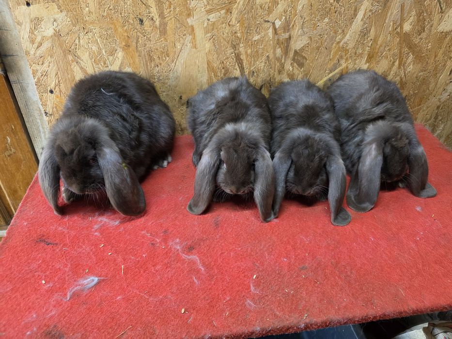 Iepuri berbec german