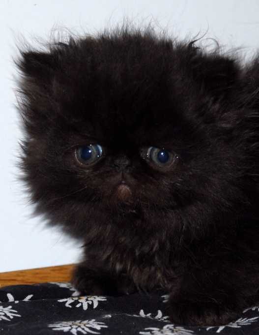 Сладки персийски котета