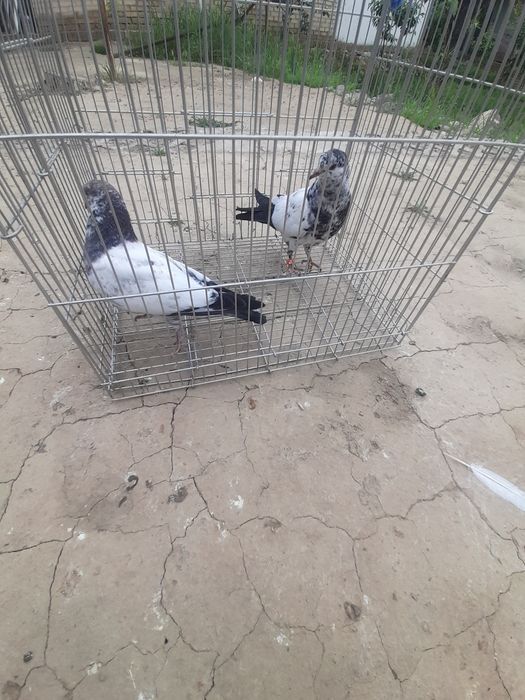 Продаётся голуби пакистанские