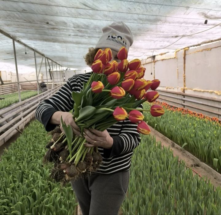 Бронь и продажа тюльпанов Алматы