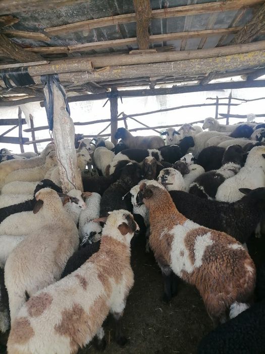 Vand miei paste pentru sacrificare