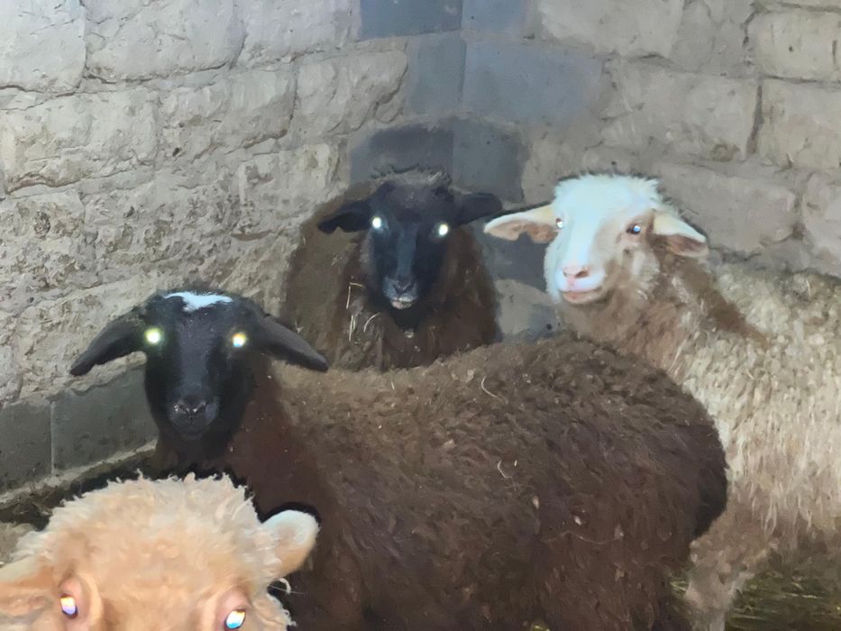 Тоқтылар сатылады семіз