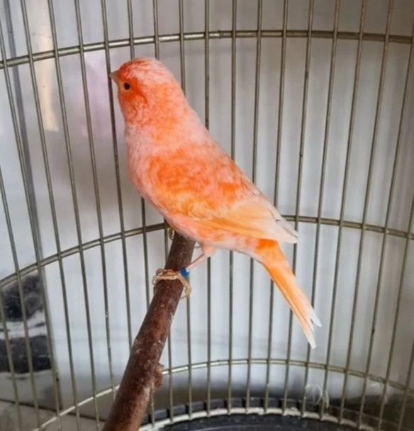 Продается канарейка