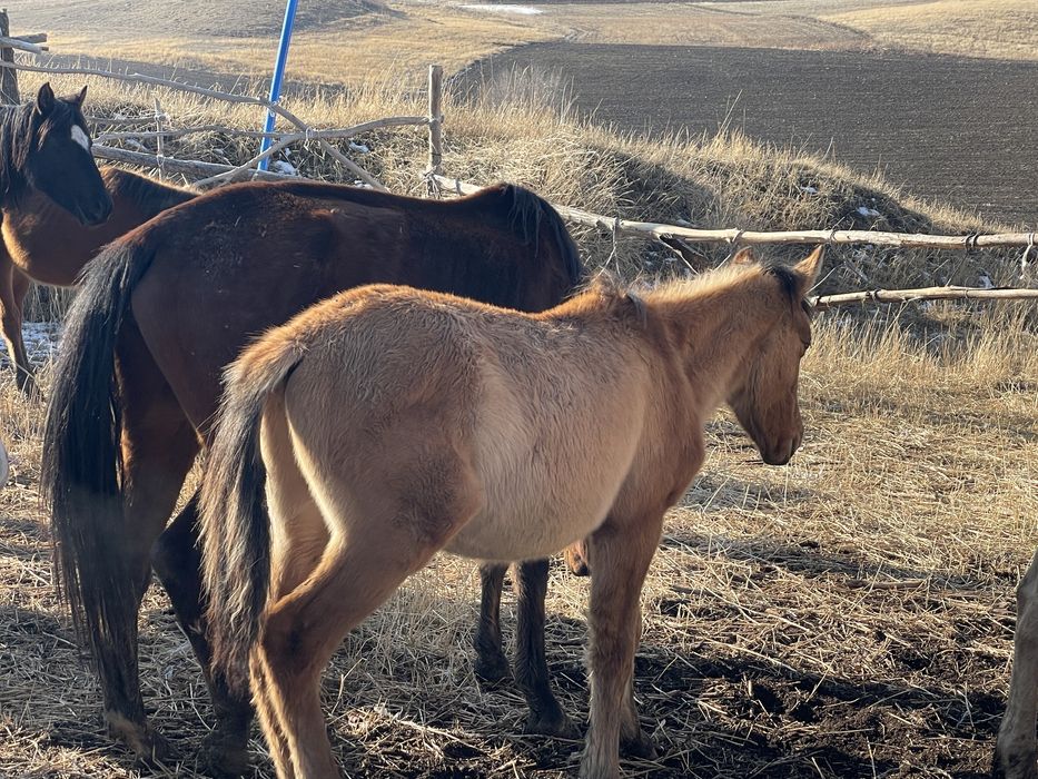 Үш бас жабағы сатылады