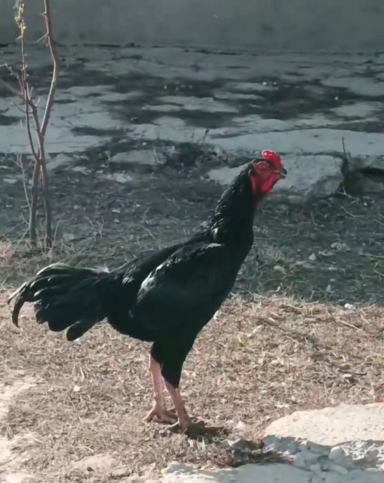 Продается бойцовый