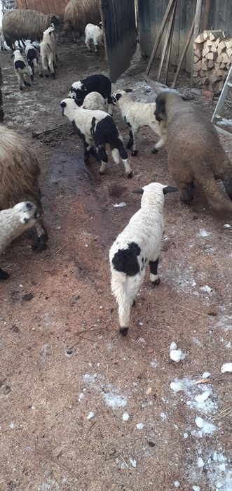 Oi fătate 10-15 bucăți