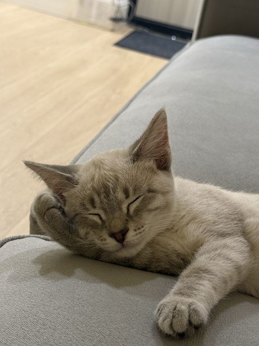 Отдам котенка в добрые руки