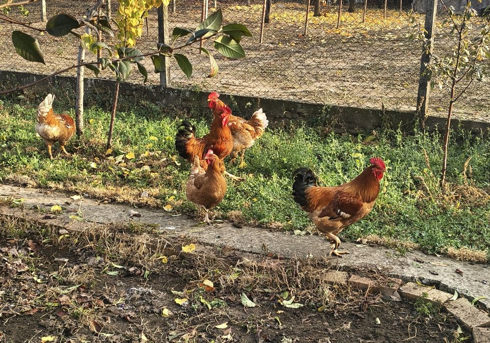 Vând cocoși tineri
