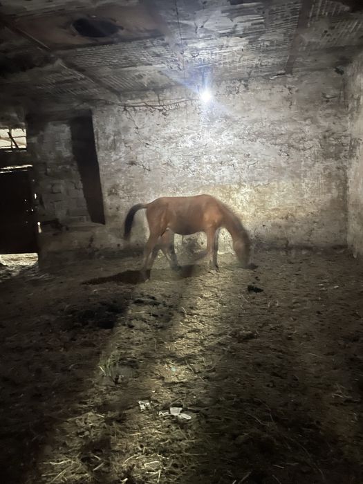 Таи сатамын  находится в кенесары
