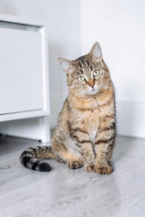Кошечка Полли ищет дом!