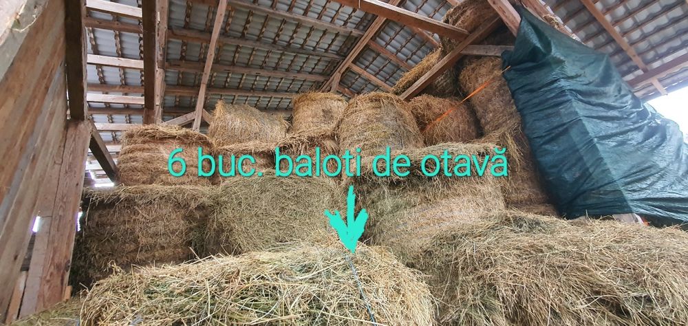 Baloti rotunzi de lucernă cu dimensiune 120/120