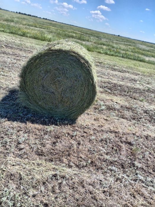 Продам сено степное