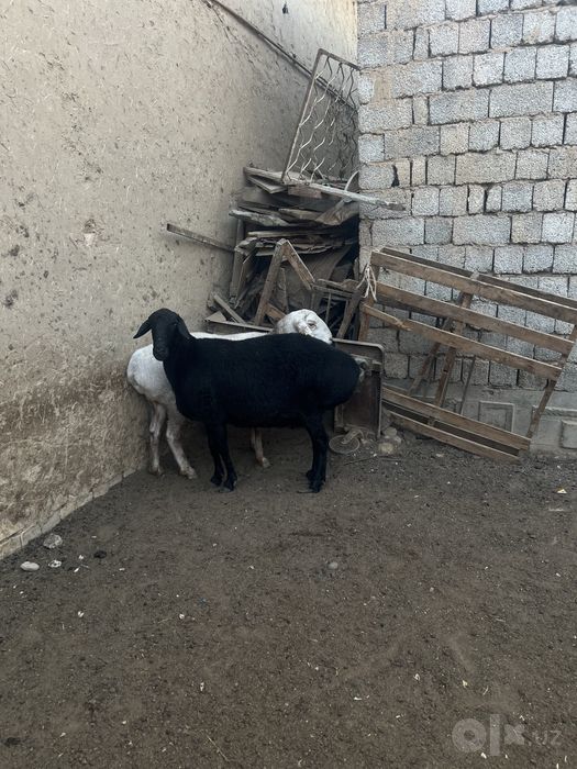 Qoy sotiladi yeb ichshlar zor