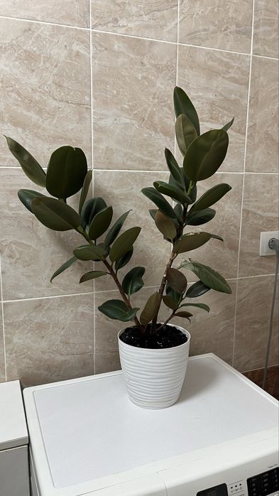 Домашние растения