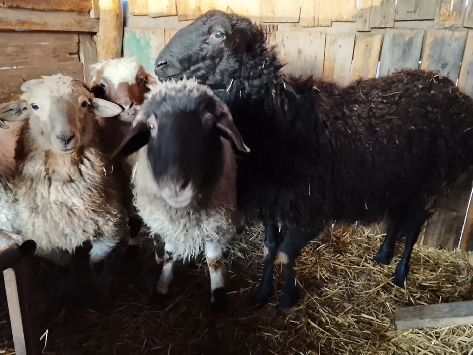 Продам баранов 5 голов