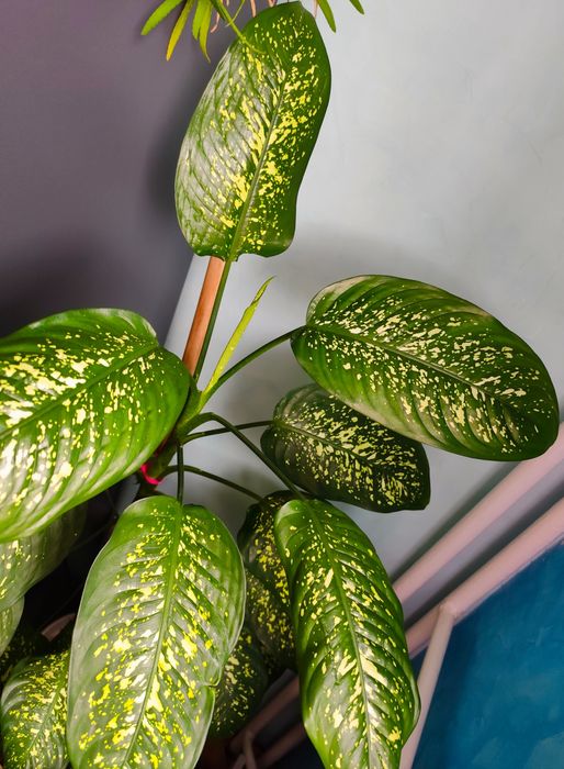 Декоративно растение Дифенбахия