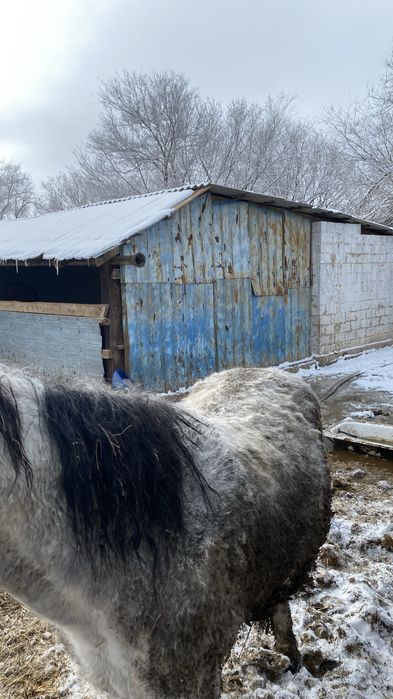 Жылқы Откорм