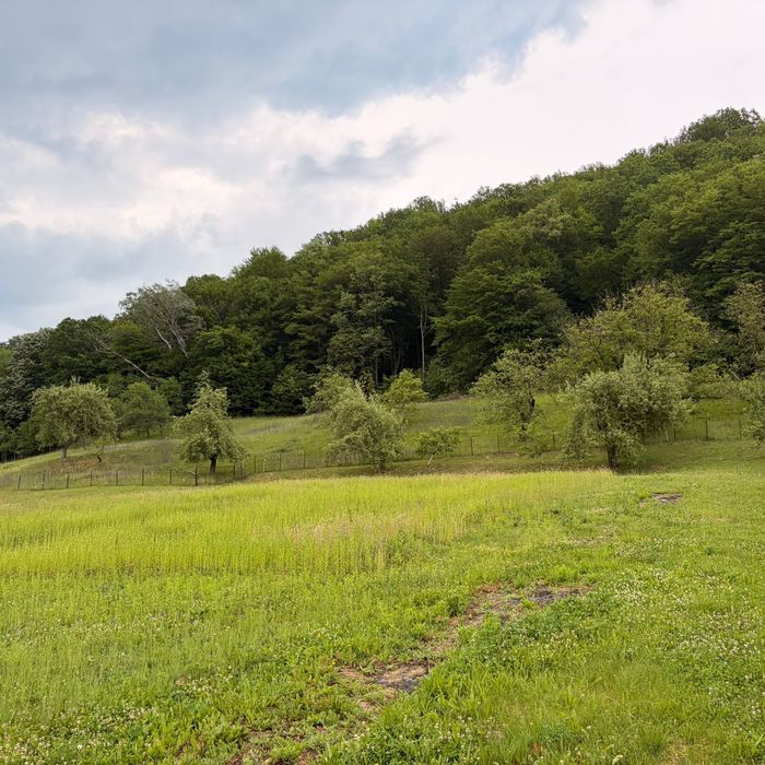 Casa cu anexe, curte, gradina, livada, padure