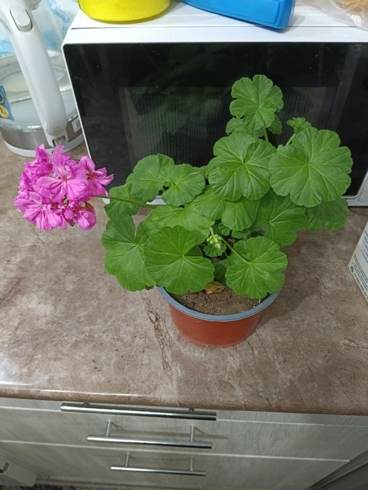 Продаю цветы комнатные