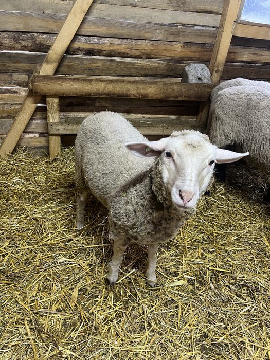 Mielute de vanzare metis texel