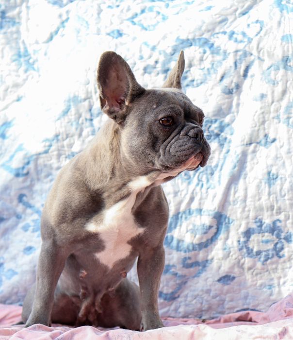 Девочка французского бульдога