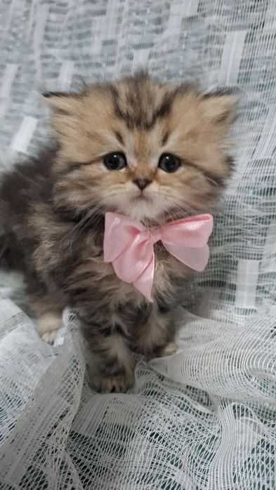 Котята от правильной вязки шиншилла