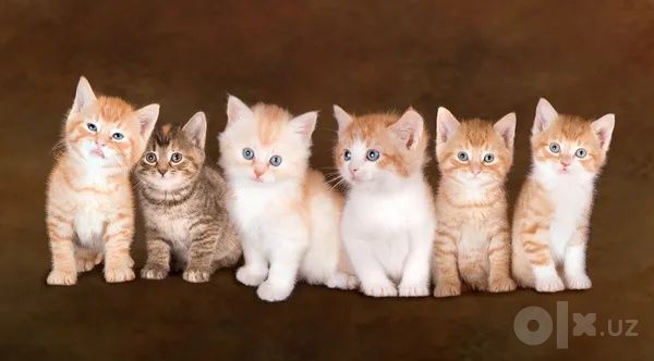 Британские Котята 1 месяц