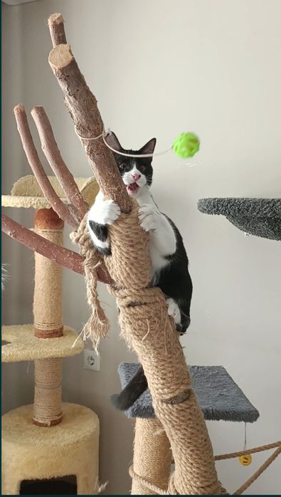 ЗООгостиница Передержка КОШЕК